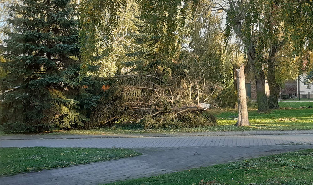 Sturmschäden auf dem Zorbauer Anger